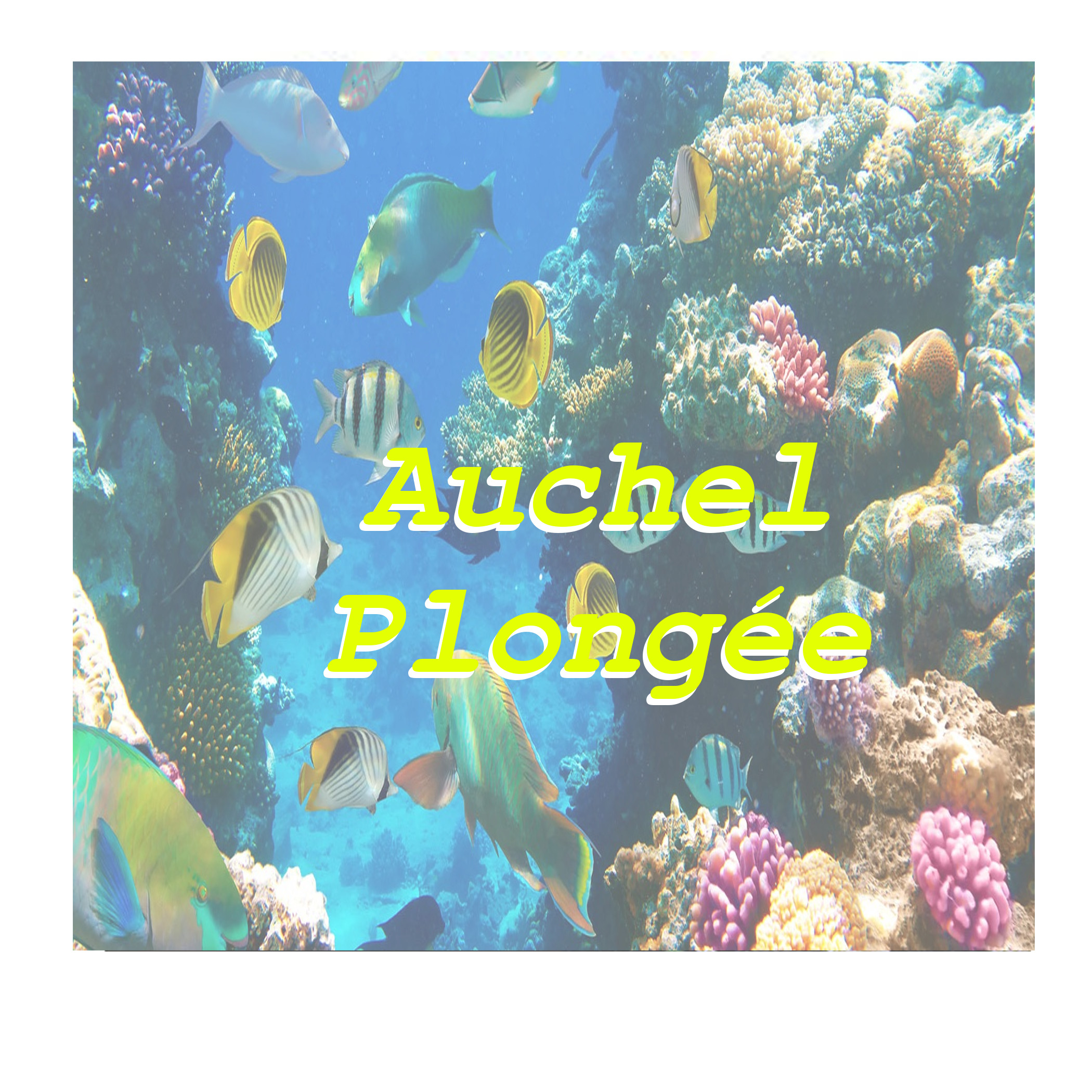 AUCHEL PLONGEE