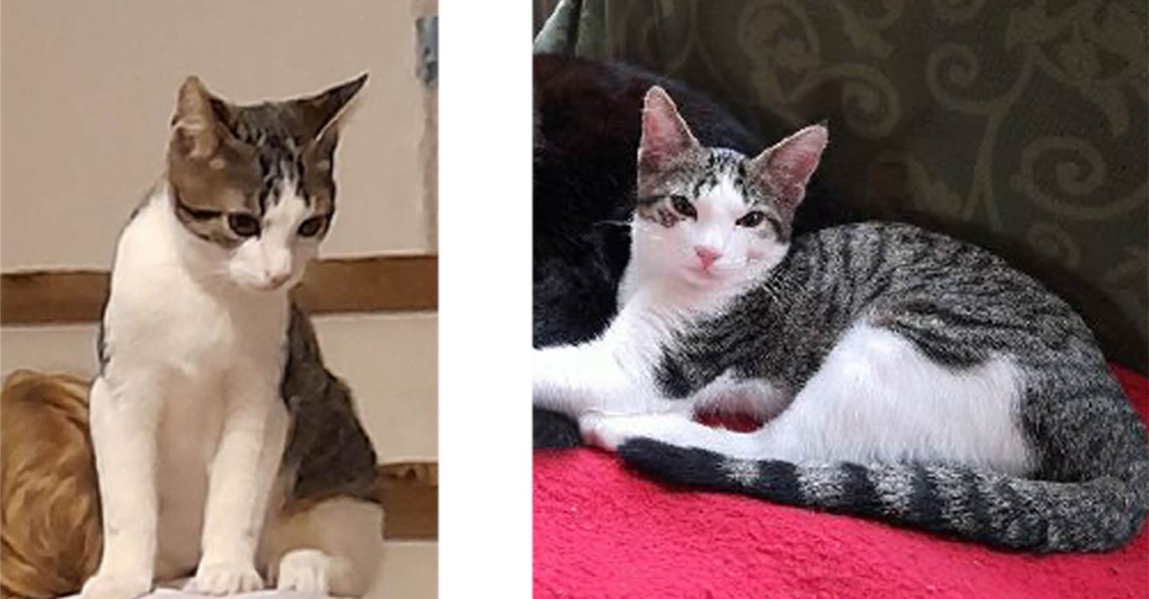 Chats : laissons-les vivre