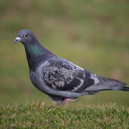 COLOMBOPHILIE